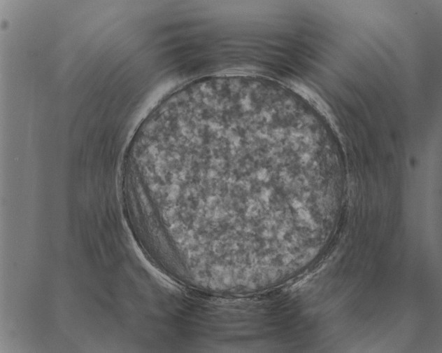 X0000087331429200705181025