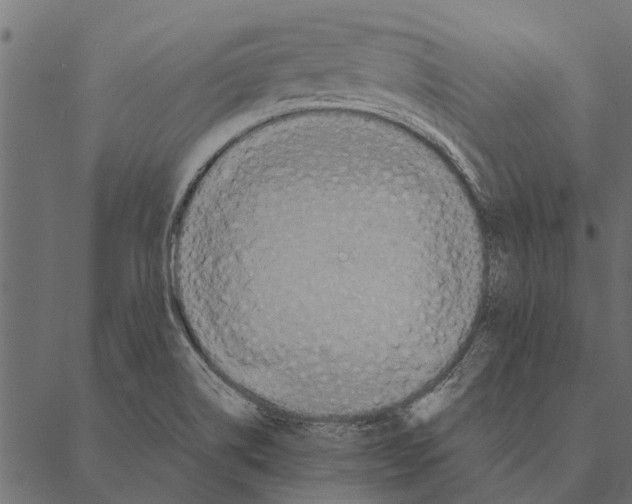 X0000087331514200705181023