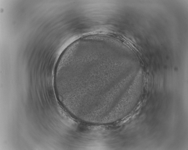 X0000087340100200705041815