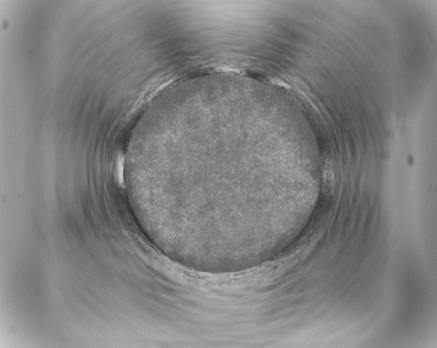 X0000087340046200705111559