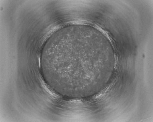 X0000087340061200705111558