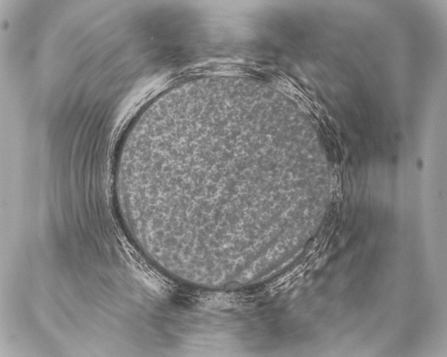 X0000087340293200705111555