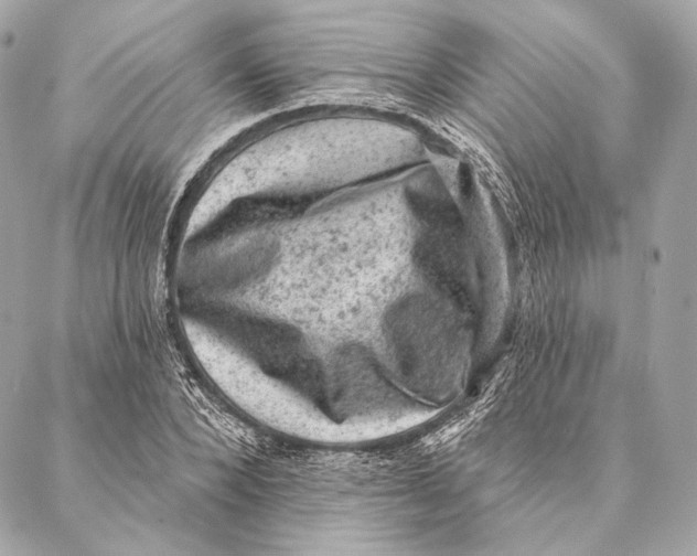 X0000087340880200705111545