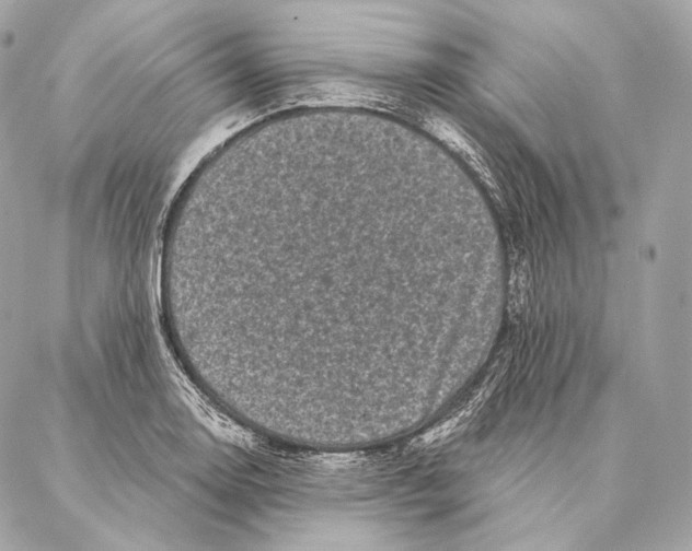 X0000087341130200705111541