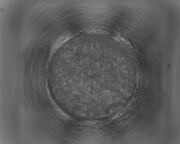X0000087340049200705181111