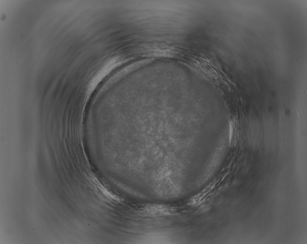 X0000087340195200705181110