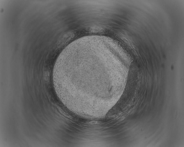 X0000087340269200705181109