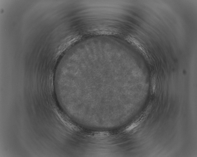 X0000087340398200705181106