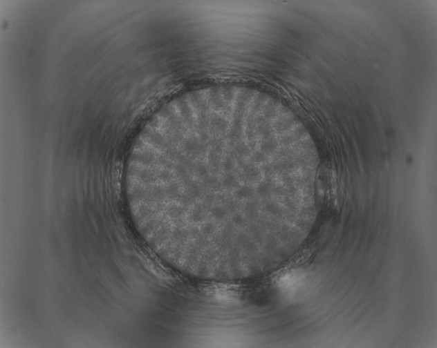 X0000087340664200705181102