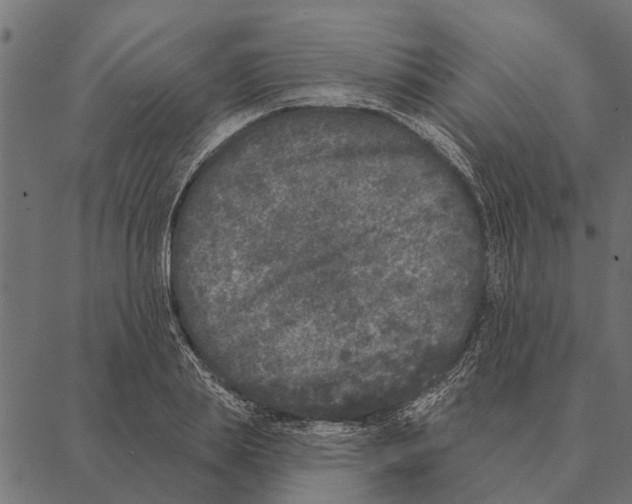 X0000087340839200705181059