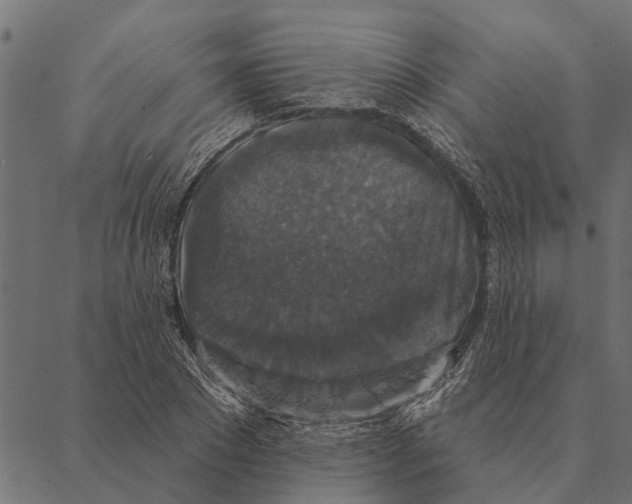X0000087340881200705181058