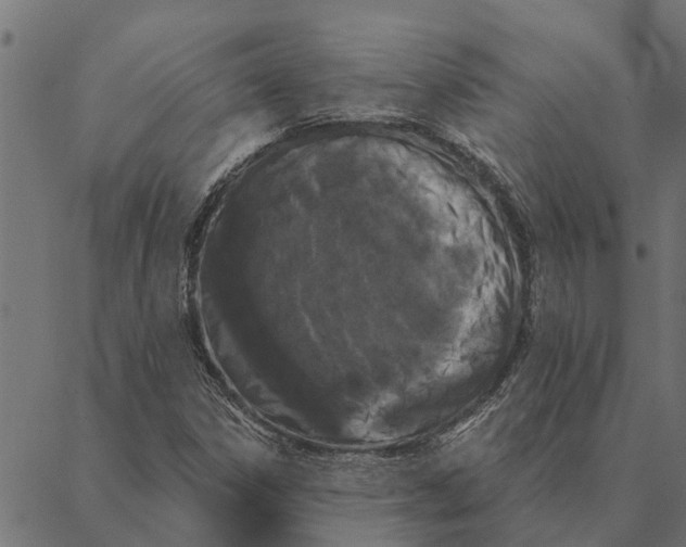 X0000087341306200705181051