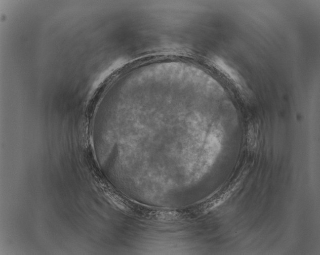 X0000087341310200705181051