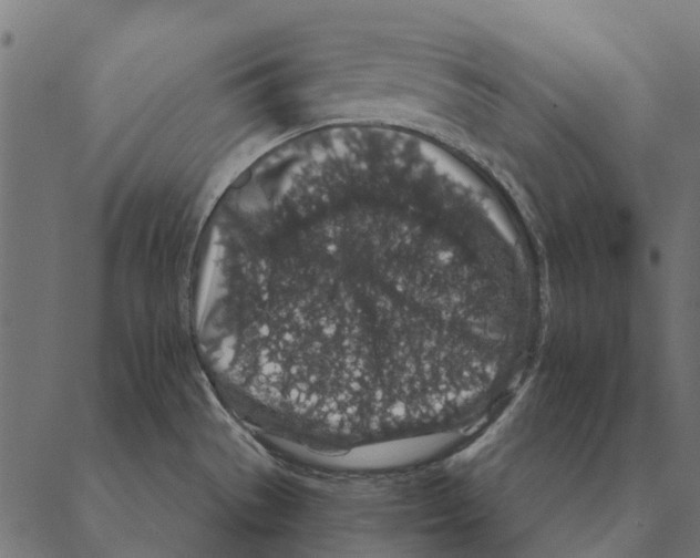 X0000087341529200705181048