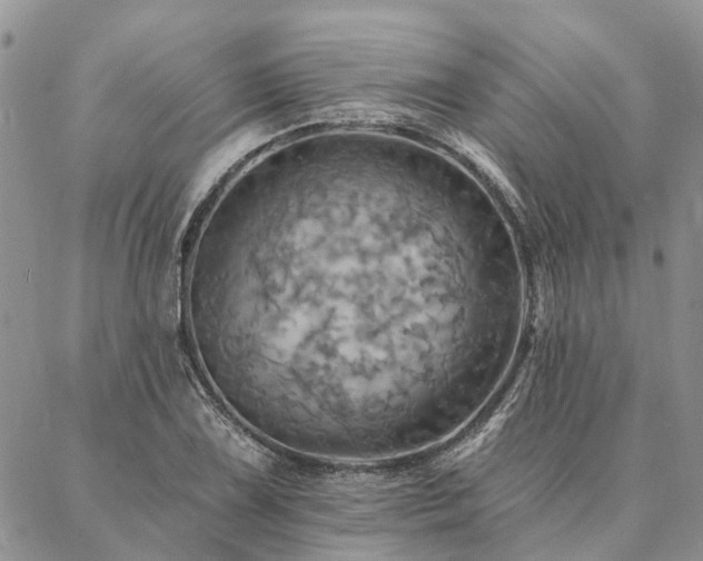 X0000087351075200704201116