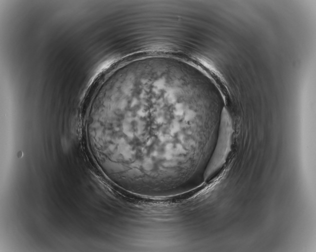 X0000087351067200704271415