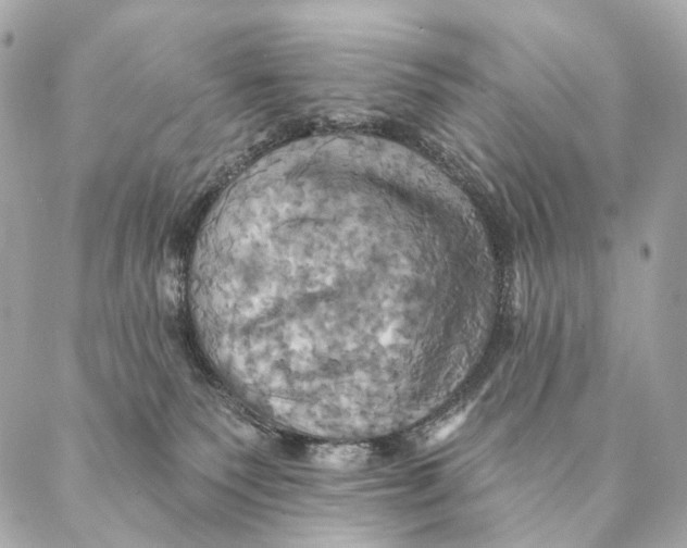 X0000087350135200705111629
