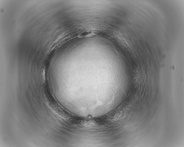 X0000087350262200705111627
