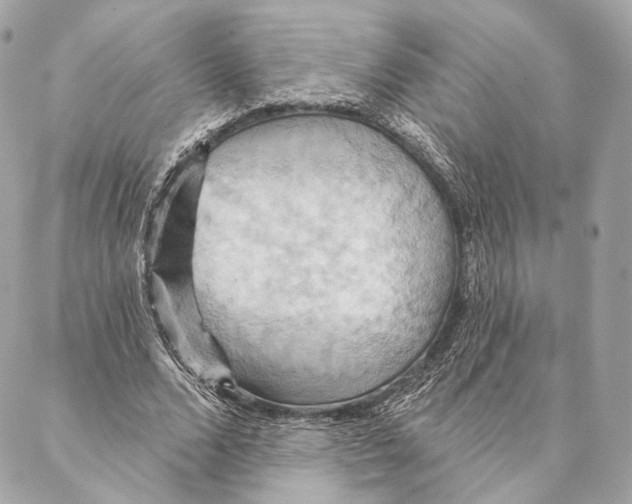 X0000087350680200705111620