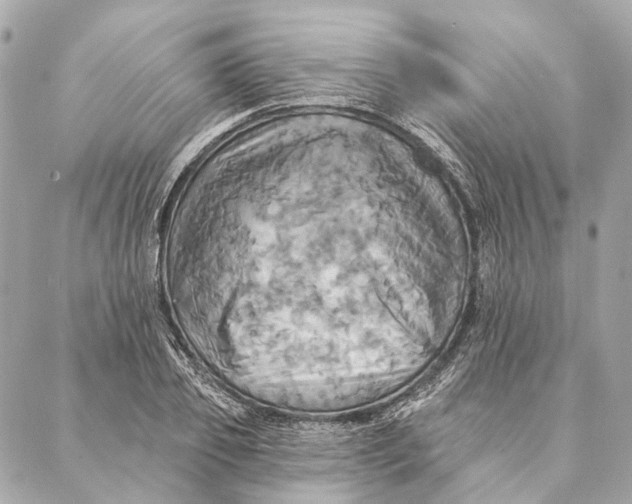 X0000087350933200705111616