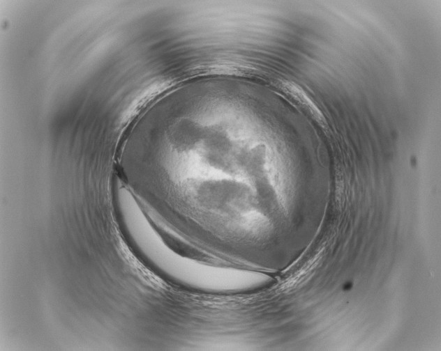 X0000087350938200705111616