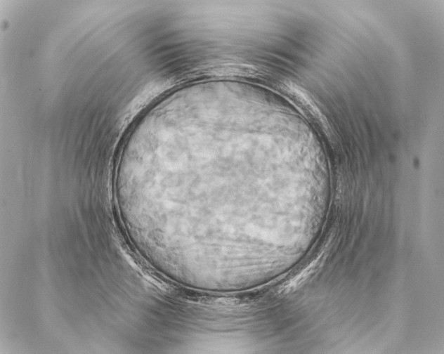 X0000087350986200705111615