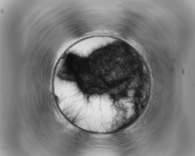 X0000087351296200705111610