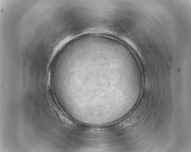X0000087351366200705111609