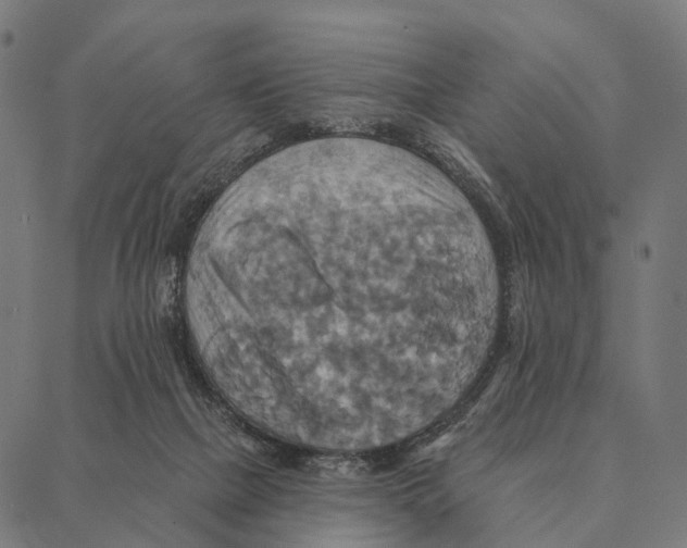 X0000087350073200705181137