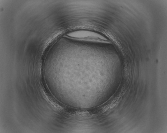 X0000087350446200705181130