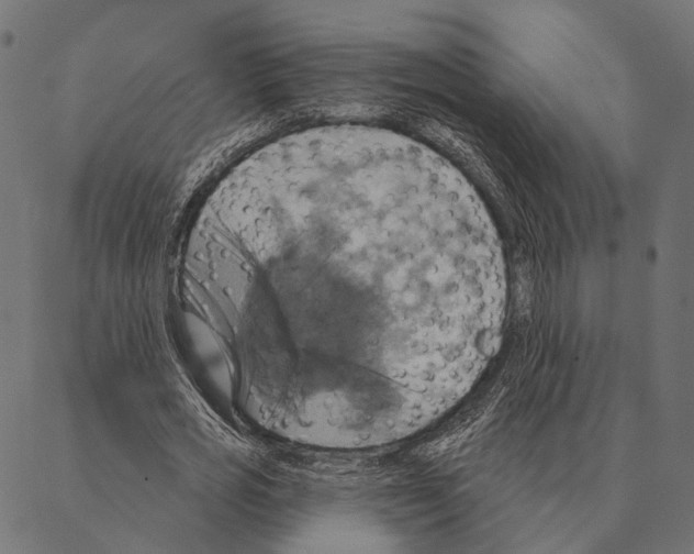 X0000087350725200705181126