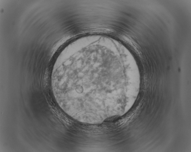 X0000087350875200705181124