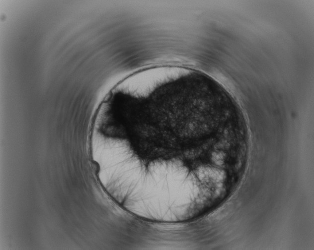 X0000087351296200705181117