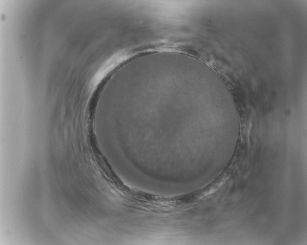 X0000087360295200705041902