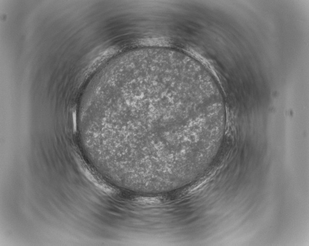 X0000087360061200705111655