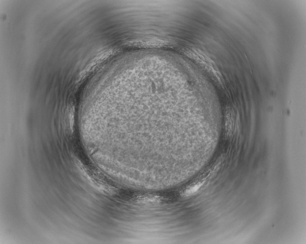 X0000087360206200705111653