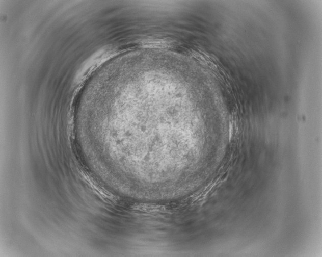 X0000087360339200705111650