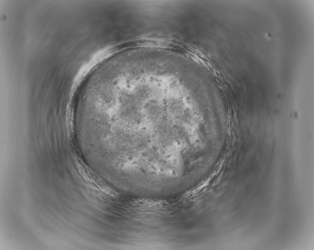 X0000087360343200705111650