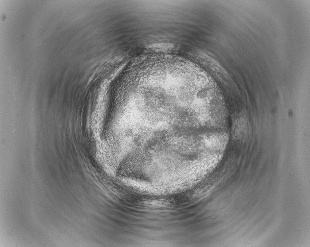 X0000087360365200705111651