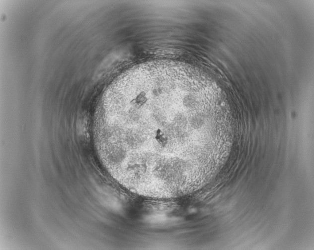 X0000087360663200705111646