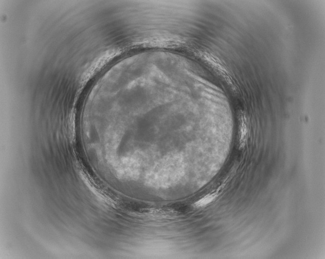 X0000087360678200705111645