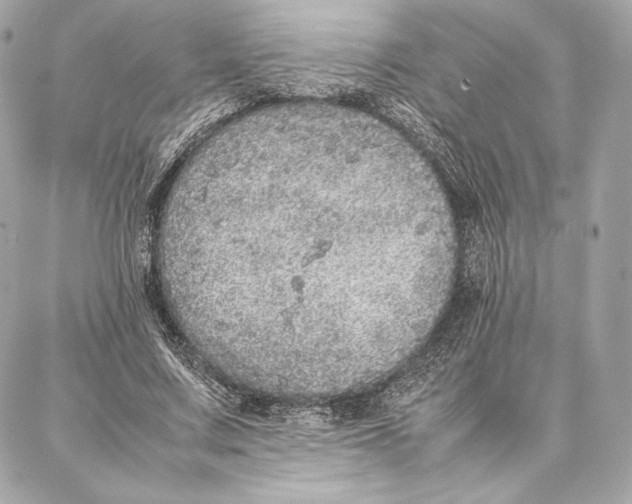 X0000087360683200705111645