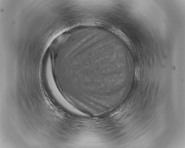 X0000087360724200705111644