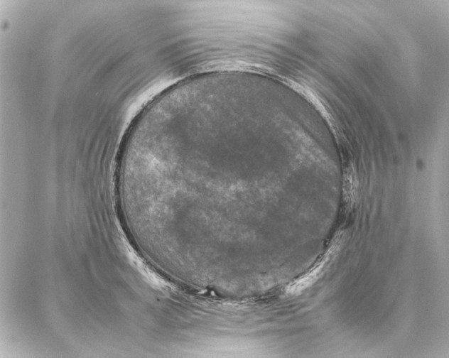 X0000087360995200705111640