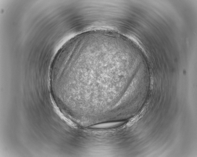 X0000087361038200705111640