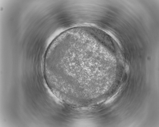 X0000087361054200705111640