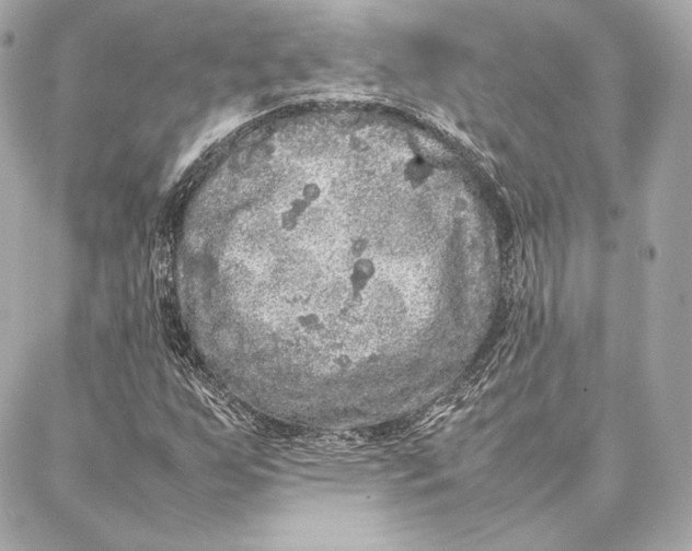 X0000087361255200705111636