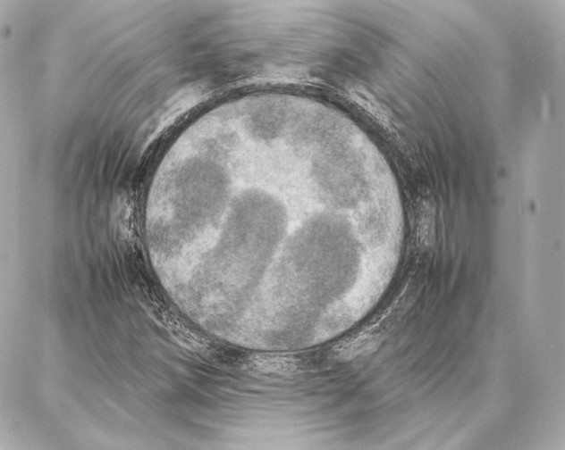 X0000087361258200705111636