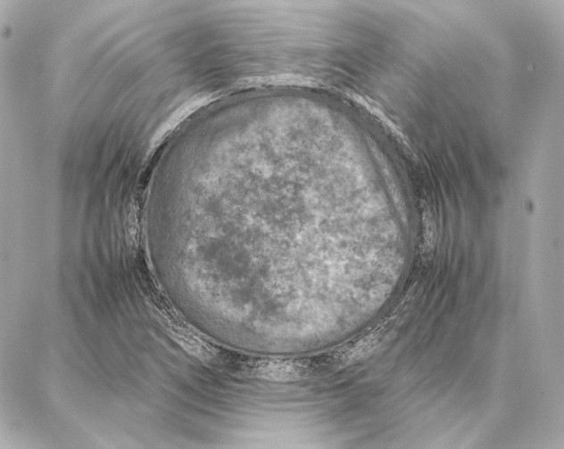 X0000087361266200705111636