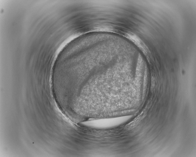 X0000087361331200705111635